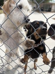 Found/Stray Male Dog last seen Peach Danbury, Hesperia, CA 92345
