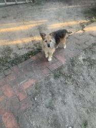 Reunited Male Dog last seen 25th st, Columbus, GA 31901