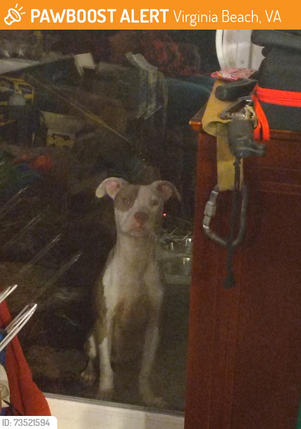 Found/Stray Female Dog last seen Stone shore, Virginia Beach, VA 23452