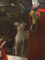Found/Stray Female Dog last seen Stone shore, Virginia Beach, VA 23452