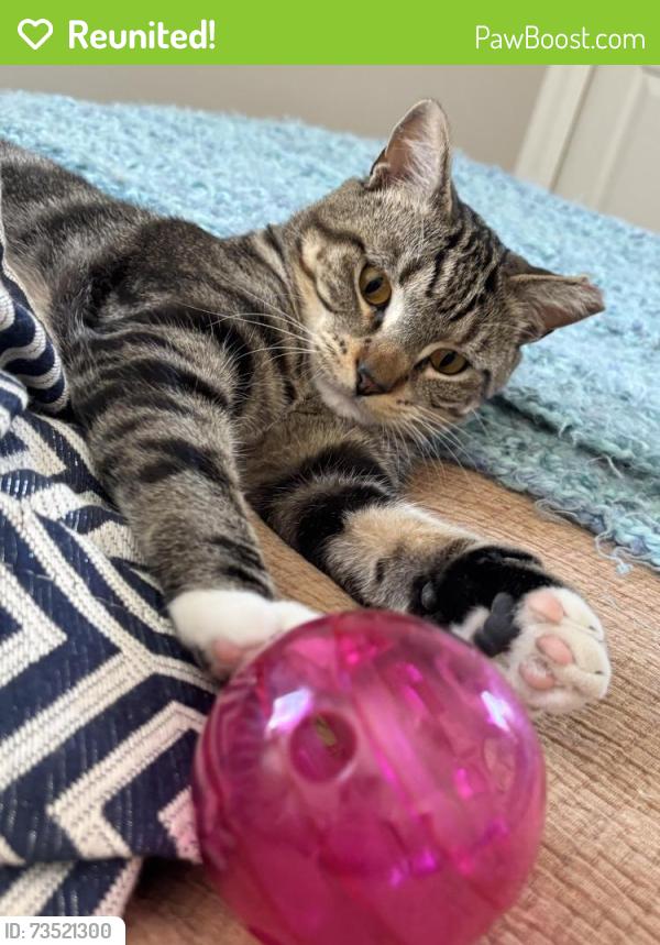 Reunited Male Cat last seen Whittier St NW between 4th and 5th, Washington, DC 20012