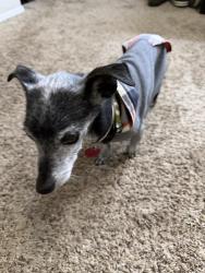 Reunited Male Dog last seen Pitt St, Albuquerque, NM 87111