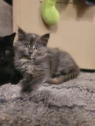 Shelter Stray Female Cat last seen Near Weaver Ln, Layton, UT 84041, USA, 1422 E 600 N, Fruit Heights, UT 84037, USA