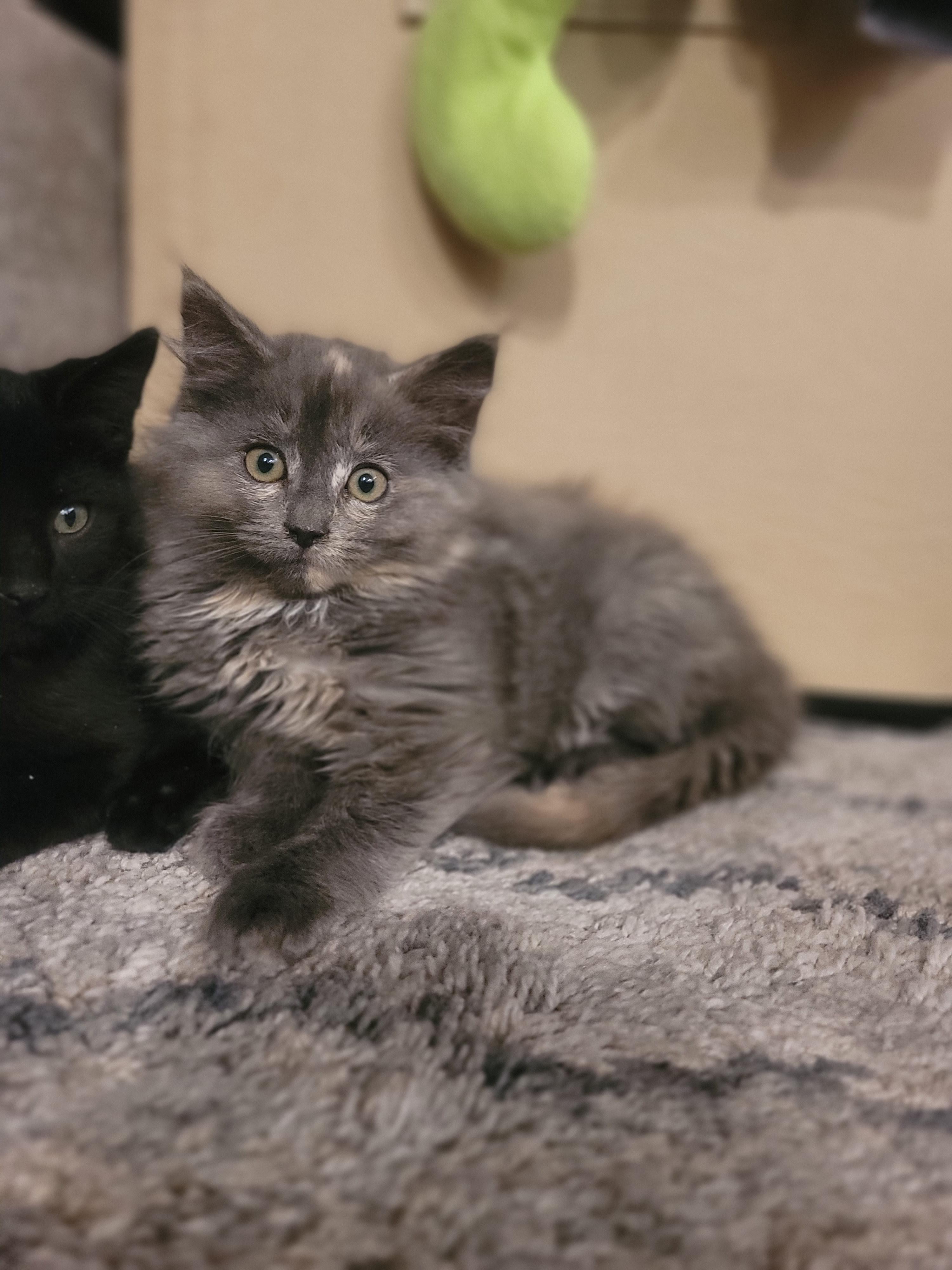 Shelter Stray Female Cat last seen Near Weaver Ln, Layton, UT 84041, USA, 1422 E 600 N, Fruit Heights, UT 84037, USA
