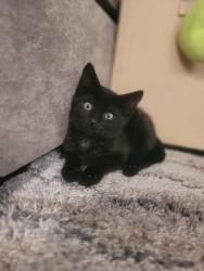 Shelter Stray Male Cat last seen Near Weaver Ln, Layton, UT 84041, USA, 1422 E 600 N, Fruit Heights, UT 84037, USA