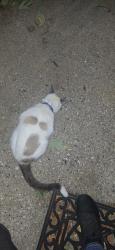 Found/Stray Female Cat last seen Spaulding Avenue and Division, Chicago, IL 60651