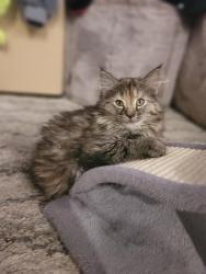 Shelter Stray Female Cat last seen Near Weaver Ln, Layton, UT 84041, USA, 1422 E 600 N, Fruit Heights, UT 84037, USA