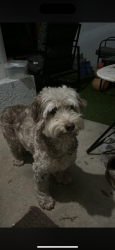 Reunited Male Dog last seen river road dade city near 301, Dade City, FL 33525