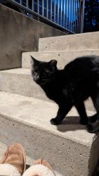 Found/Stray Unknown Cat last seen Angrignon mentro, Montréal, QC 