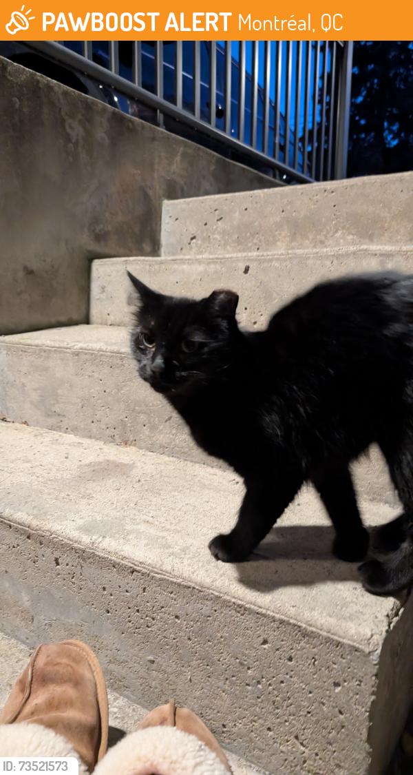 Found/Stray Unknown Cat last seen Angrignon mentro, Montréal, QC 