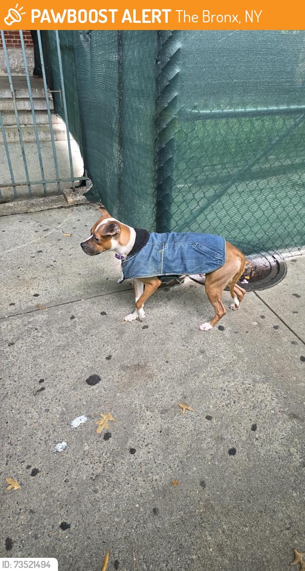Found/Stray Female Dog last seen Close to the school, The Bronx, NY 10472