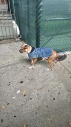 Found/Stray Female Dog last seen Close to the school, The Bronx, NY 10472