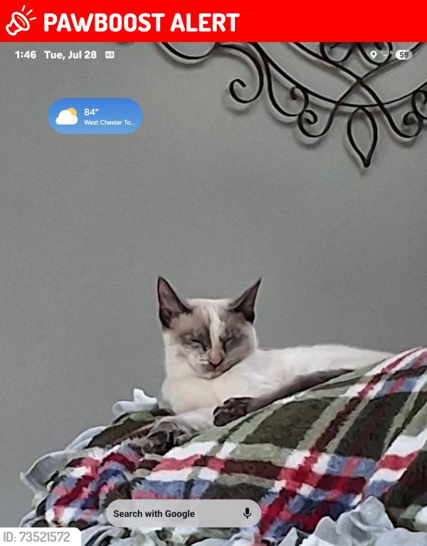 Lost Female Cat last seen Off Dimmick Rd., close to Rt. 42, West Chester Township, OH 45069
