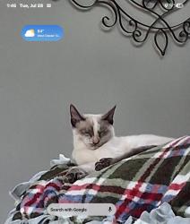Lost Female Cat last seen Off Dimmick Rd., close to Rt. 42, West Chester Township, OH 45069