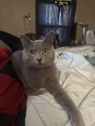 Reunited Male Cat last seen Simmons/Dobbs, Nashville, TN 37211