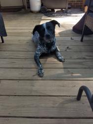 Lost Male Dog last seen ga 20 & honey creek rd, Rockdale County, GA 30094