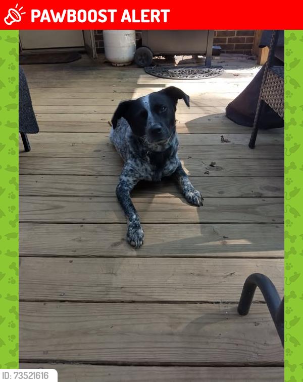 Lost Male Dog last seen ga 20 & honey creek rd, Rockdale County, GA 30094