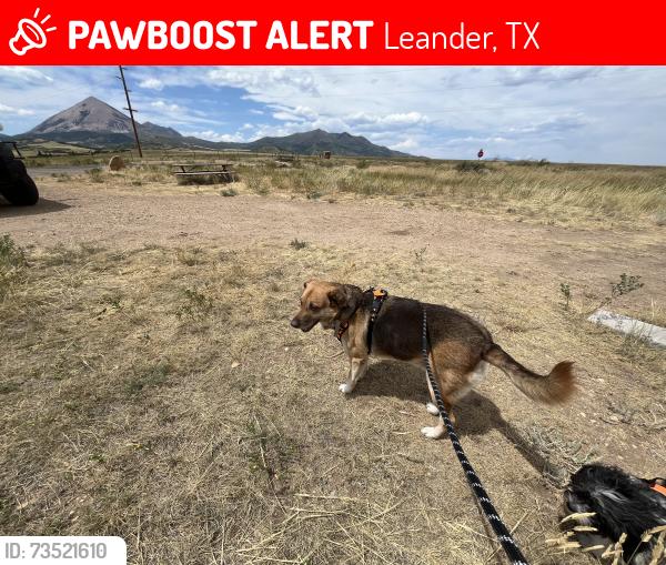 Lost Male Dog last seen Oak Grove Road and Heritage Grove, Leander, TX 78641