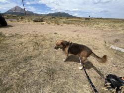 Lost Male Dog last seen Oak Grove Road and Heritage Grove, Leander, TX 78641