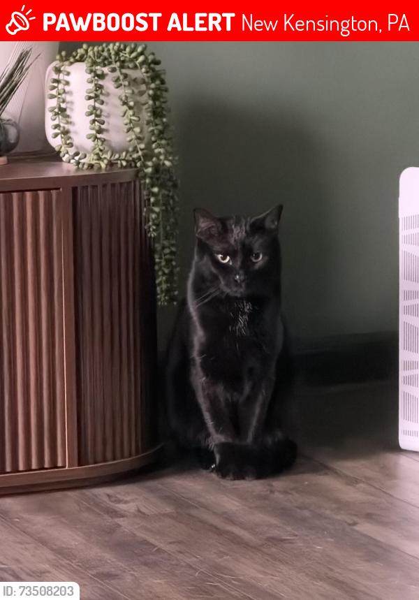 Lost Male Cat last seen Hillview Dr, New Kensington, PA 15068