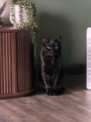 Lost Male Cat last seen Hillview Dr, New Kensington, PA 15068