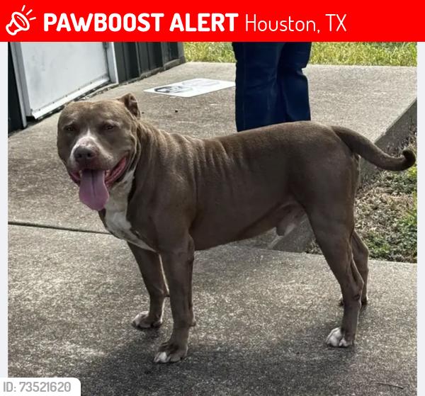Lost Male Dog last seen Bellaire and Westwick, Houston, TX 77072