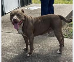 Lost Male Dog last seen Bellaire and Westwick, Houston, TX 77072