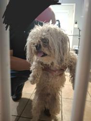 Found/Stray Male Dog last seen N 69th Ave & W McDowell Rd, Phoenix, AZ 85035