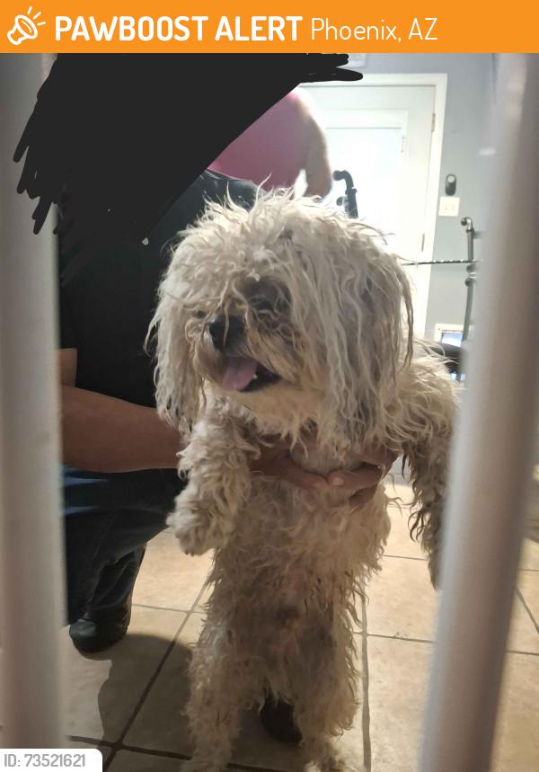 Found/Stray Male Dog last seen N 69th Ave & W McDowell Rd, Phoenix, AZ 85035