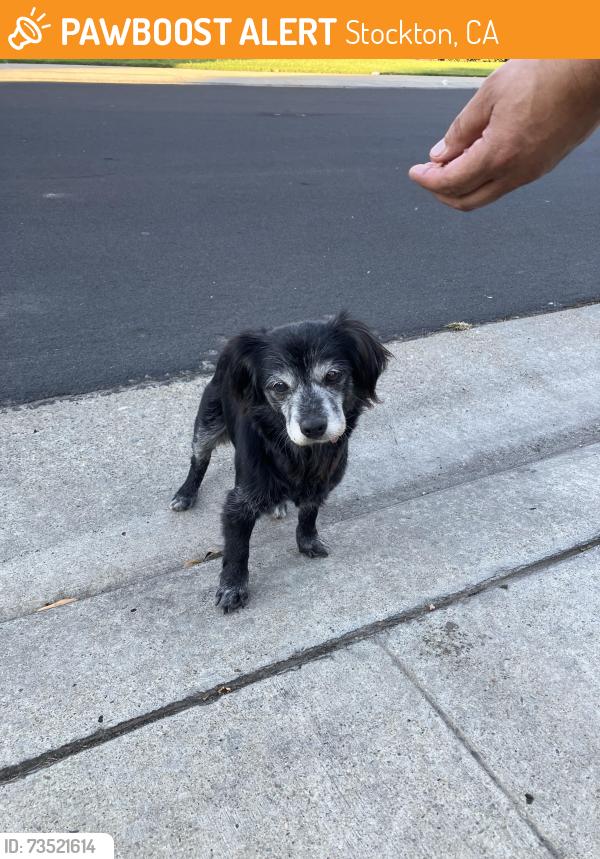 Found/Stray Unknown Dog last seen River Oaks and River Park Circle, Stockton , CA, Stockton, CA 95209