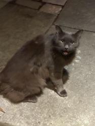 Found/Stray Unknown Cat last seen Hampton blvd, Norfolk, VA 23507