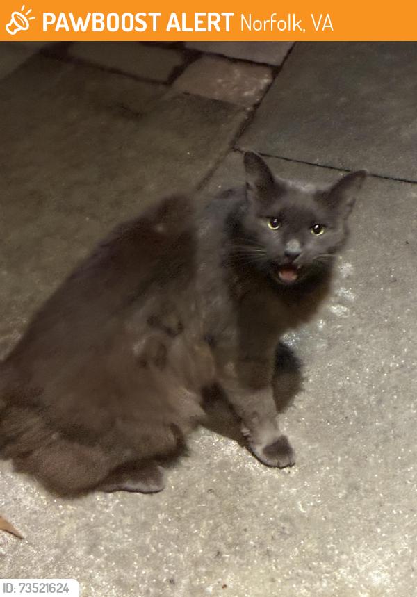 Found/Stray Unknown Cat last seen Hampton blvd, Norfolk, VA 23507