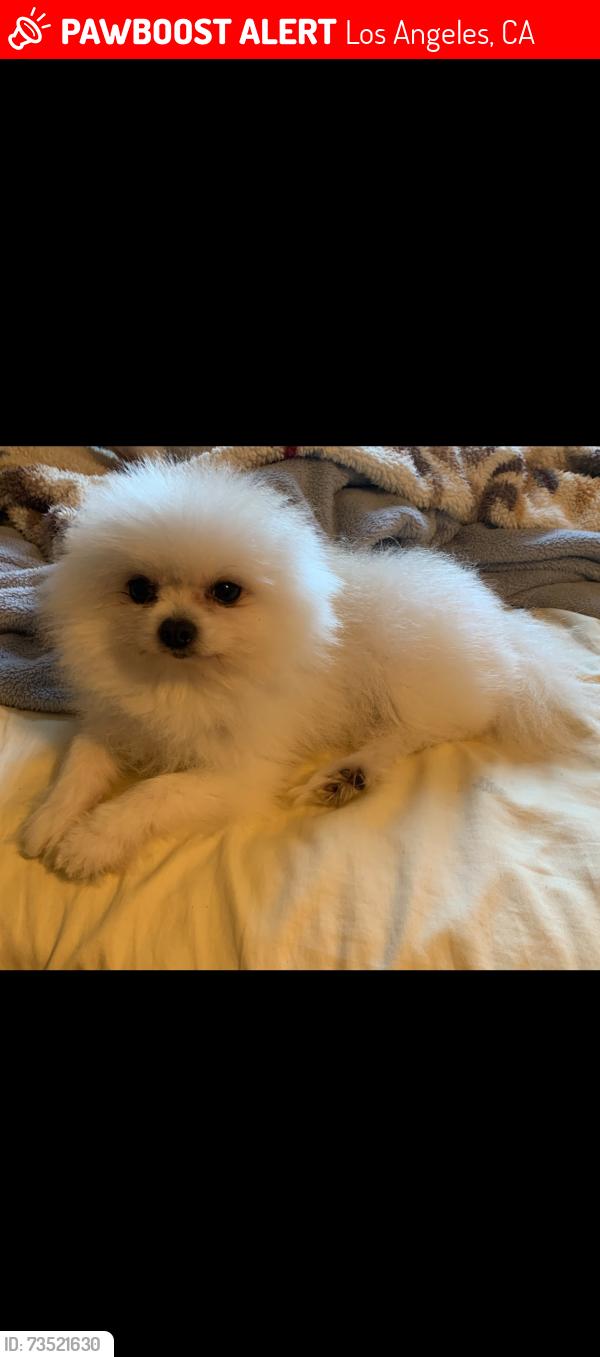 Lost Male Dog last seen Near th st and figueroa, Los Angeles, CA 90061