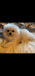 Lost Male Dog last seen Near th st and figueroa, Los Angeles, CA 90061