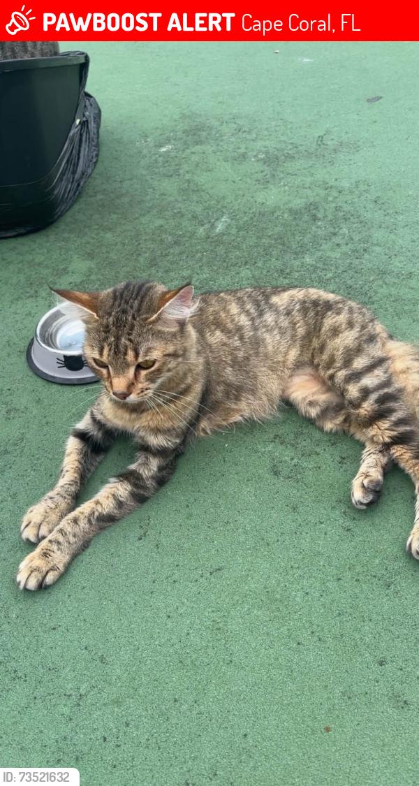 Lost Female Cat last seen Near del Prada Blvd s, Cape Coral, FL 33991