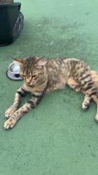Lost Female Cat last seen Near del Prada Blvd s, Cape Coral, FL 33991