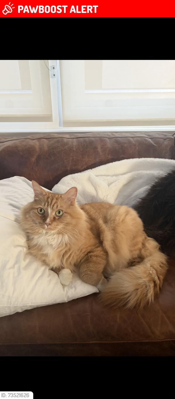 Lost Male Cat last seen Llanfair crescent Brentwood bay, Brentwood Bay, BC V8M 1G2