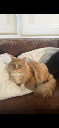 Lost Male Cat last seen Llanfair crescent Brentwood bay, Brentwood Bay, BC V8M 1G2