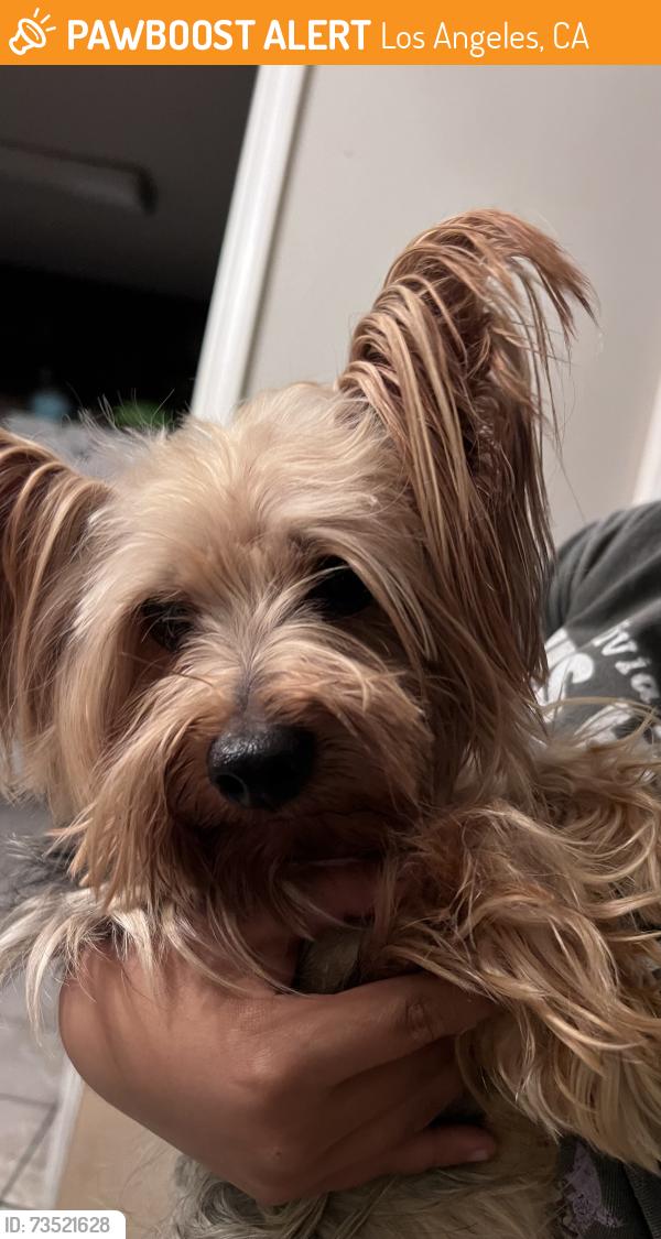 Found/Stray Male Dog last seen S San Pedro st and 112th by Gompers Middlescholl, Los Angeles, CA 90061