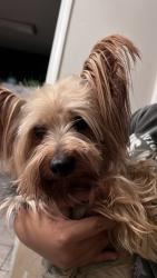 Found/Stray Male Dog last seen S San Pedro st and 112th by Gompers Middlescholl, Los Angeles, CA 90061