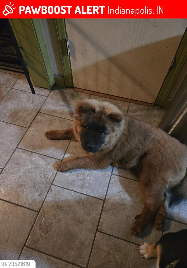 Lost Male Dog last seen 46th eastborn an sherman dr, Indianapolis, IN 46205