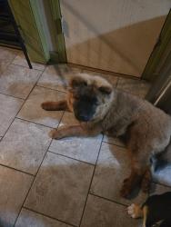 Lost Male Dog last seen 46th eastborn an sherman dr, Indianapolis, IN 46205