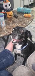 Found/Stray Female Dog last seen Near Farmington Dr. Greensboro, North Carolina 27407, Greensboro, NC 27407