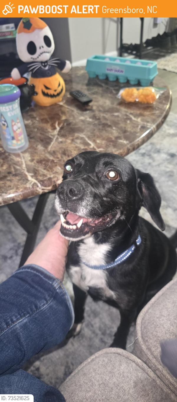 Found/Stray Female Dog last seen Near Farmington Dr. Greensboro, North Carolina 27407, Greensboro, NC 27407