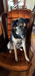 Reunited Male Dog last seen Marshall and kent, Saint Paul, MN 55102