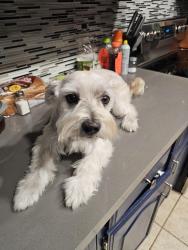 Reunited Male Dog last seen Glencairn community, Houston, TX 77084