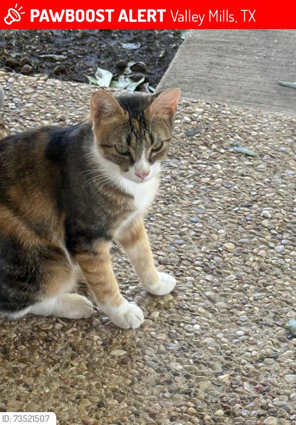Lost Female Cat last seen 2nd Street/Avenue I, Valley Mills, TX 76689