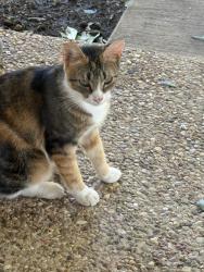Lost Female Cat last seen 2nd Street/Avenue I, Valley Mills, TX 76689