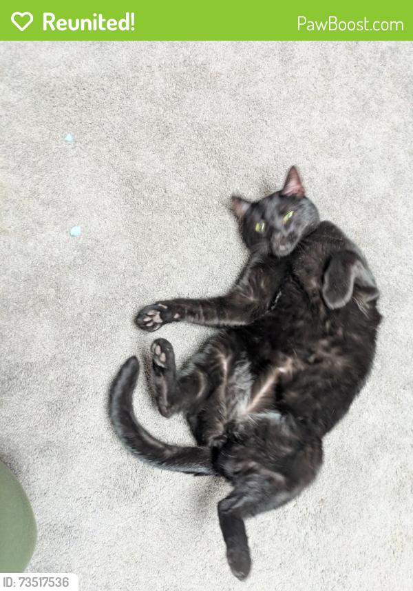 Reunited Male Cat last seen Bushnell and Miramar, University Heights OH, University Heights, OH 44118