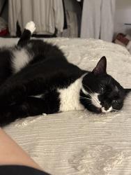 Lost Female Cat last seen Easley, Easley, SC 29642